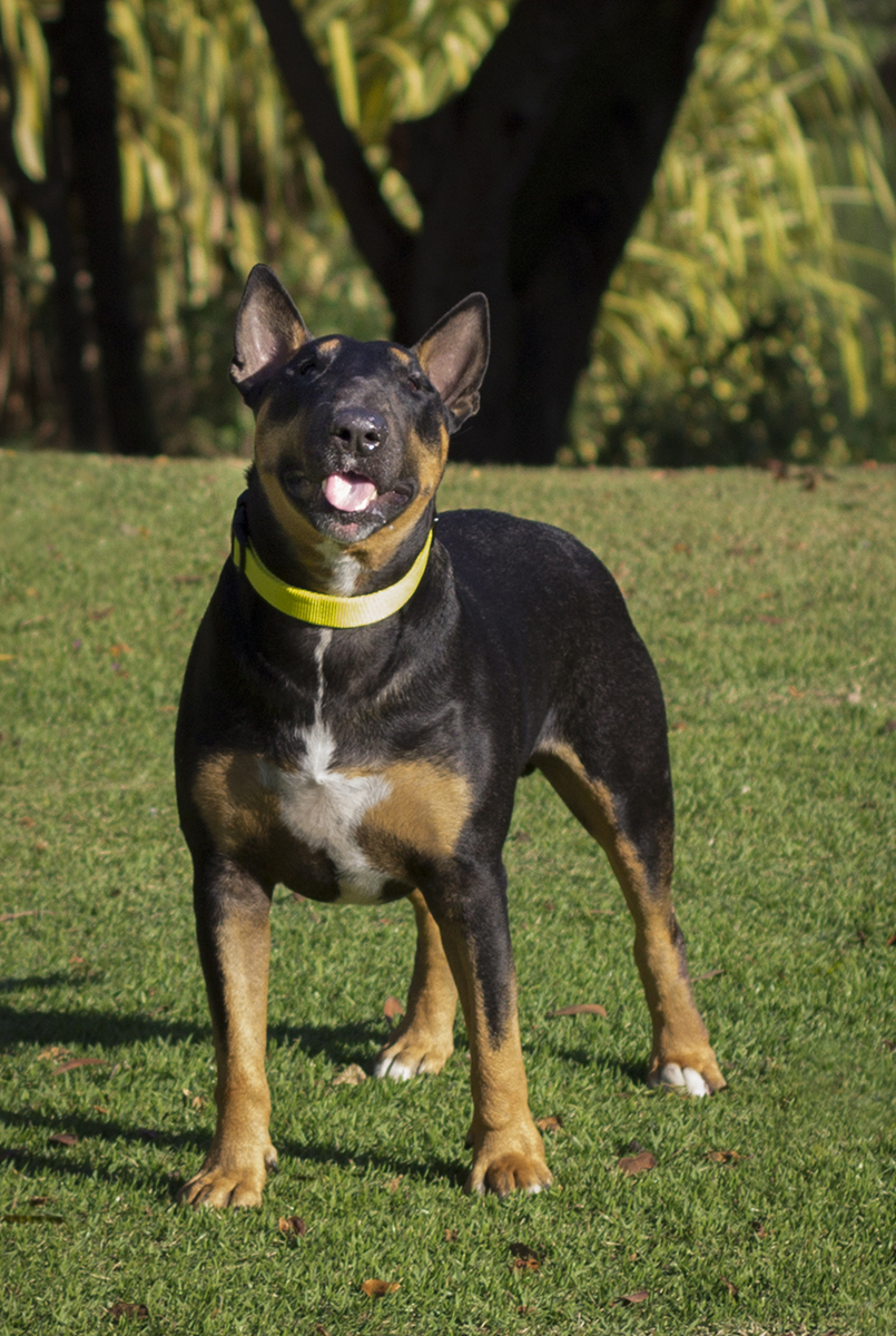 Django, bull terrier, curtindo no o sol na praça, próximo ao lago