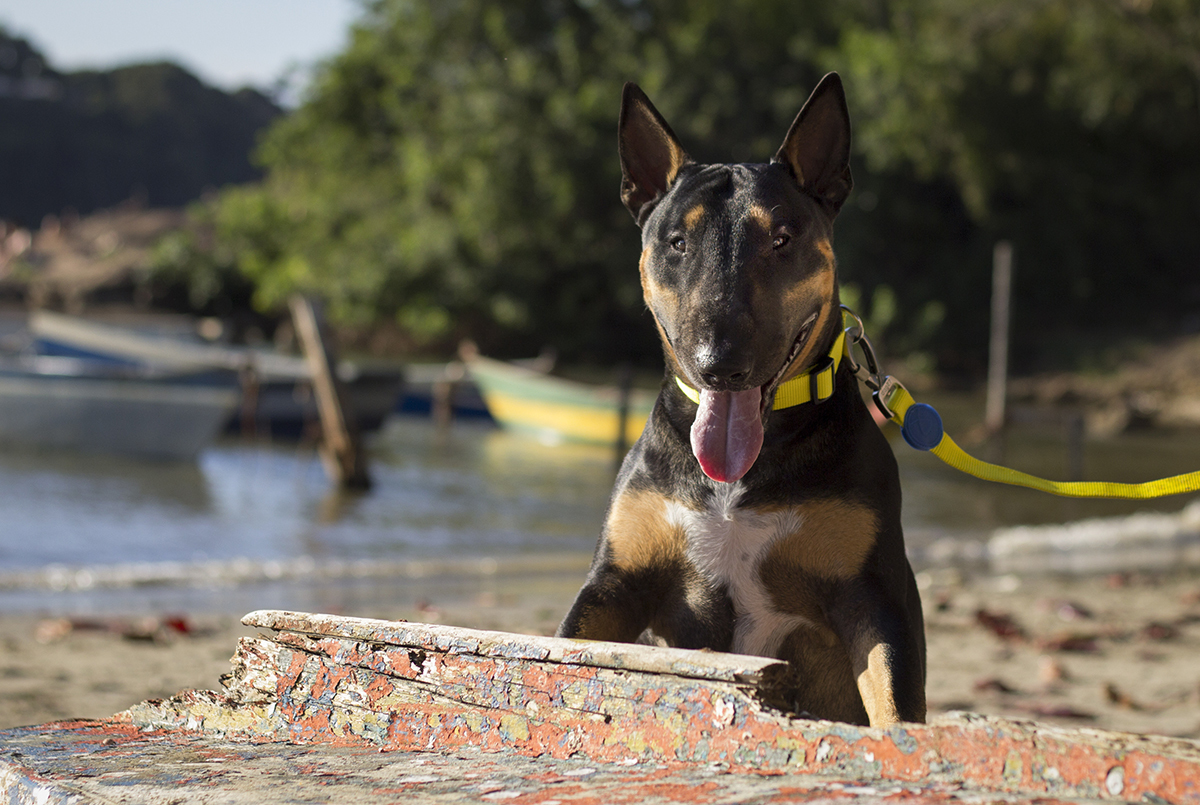 Django, bull terrier, fazendo pose na praia, no barcos encostados