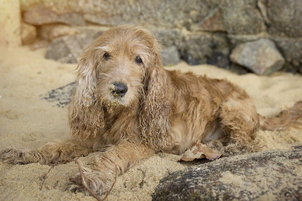 Mel, cocker Spaniel, posando na praia, depois de brincar na areia