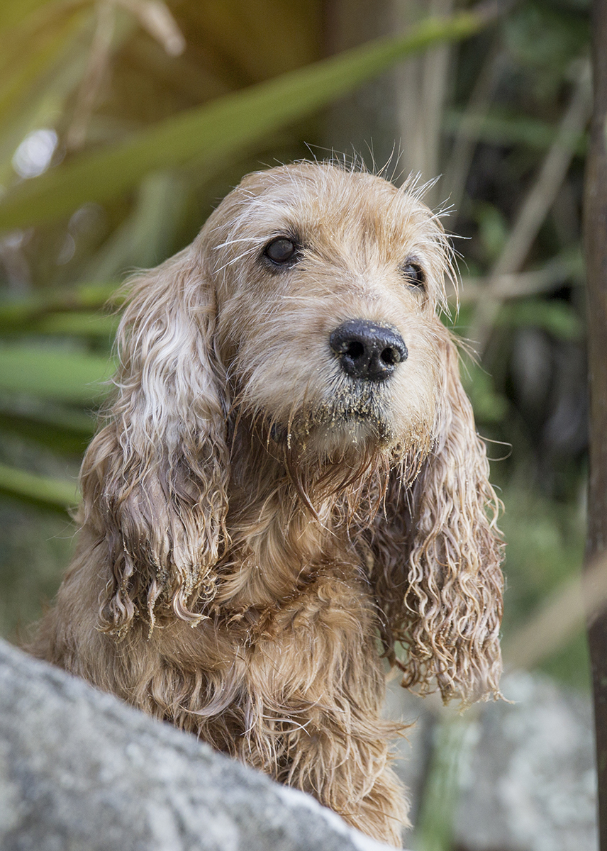 Mel, cocker Spaniel, posando na praia, depois de brincar na areia, ja pronta para ir embora