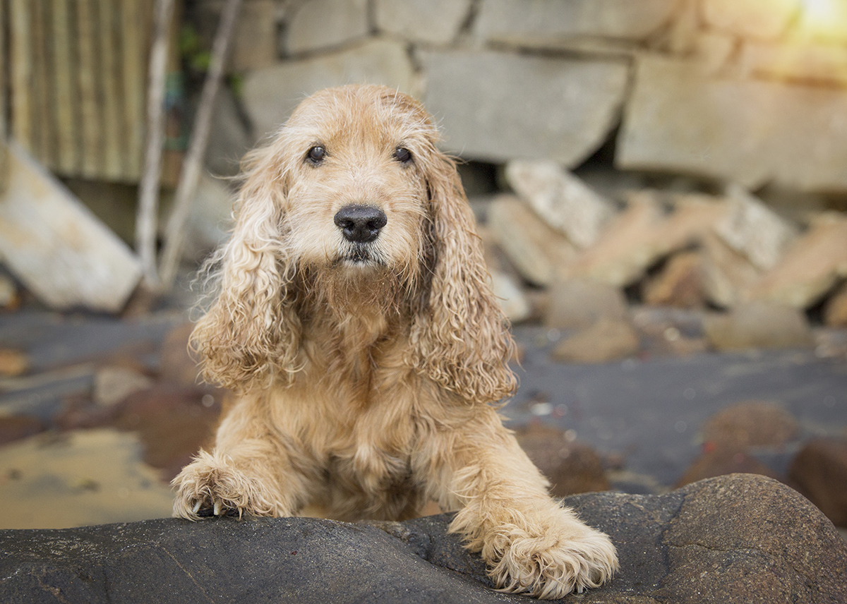 Mel, cocker Spaniel, posando na praia