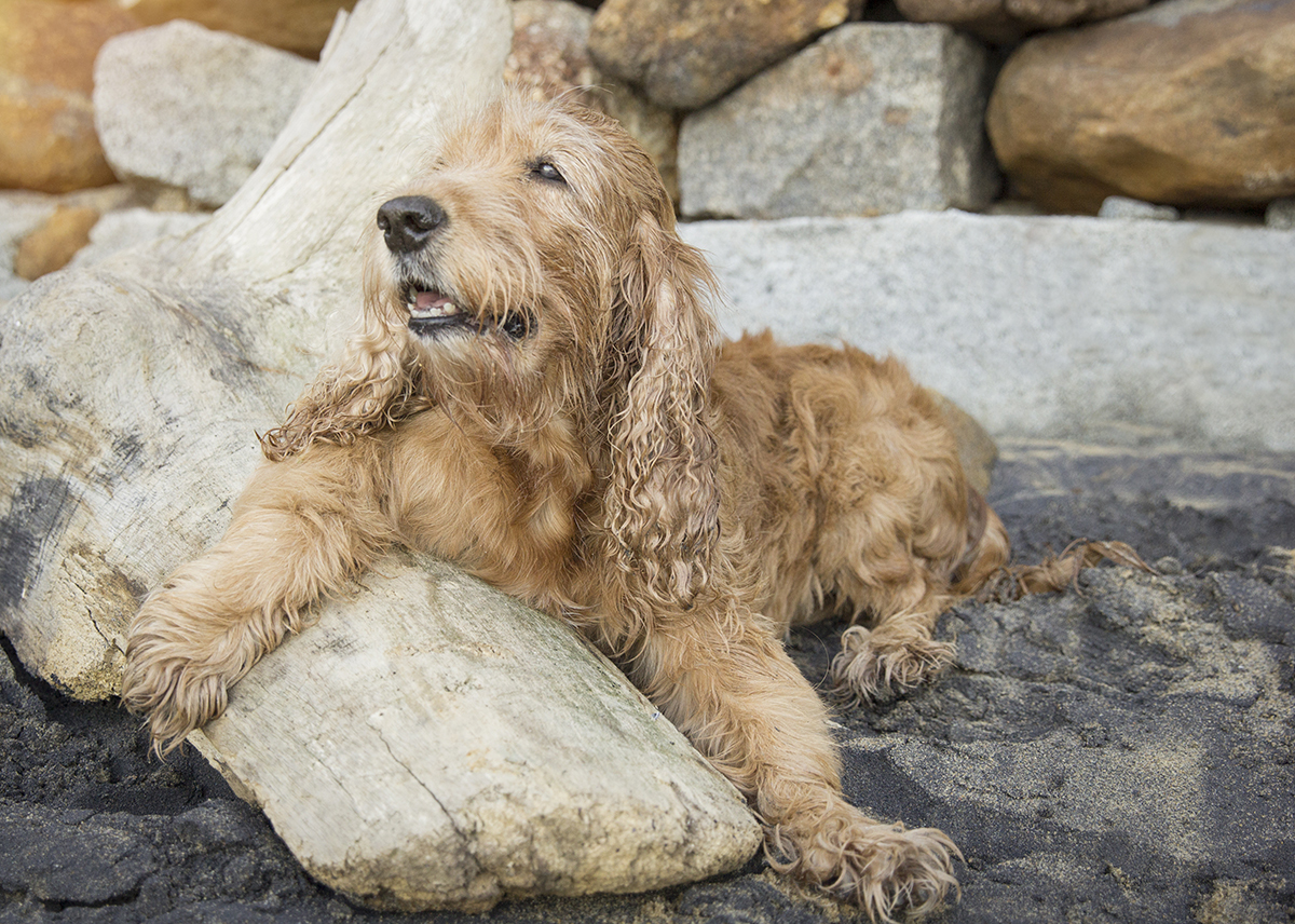 Mel, cocker Spaniel, posando na praia