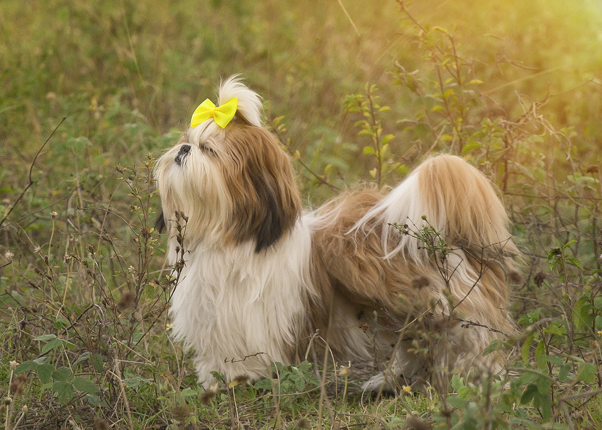 Shih-tzu parada na grama, de perfil
