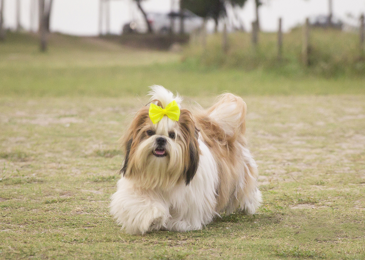 Shih-tzu se divertindo, correndo no gramado
