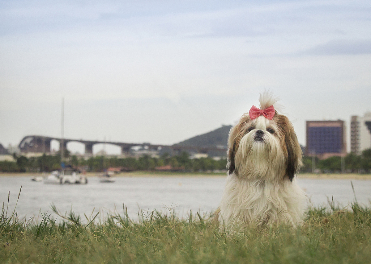 Shih-tzu posando para foto, no gramado, com terceira ponte ao fundo