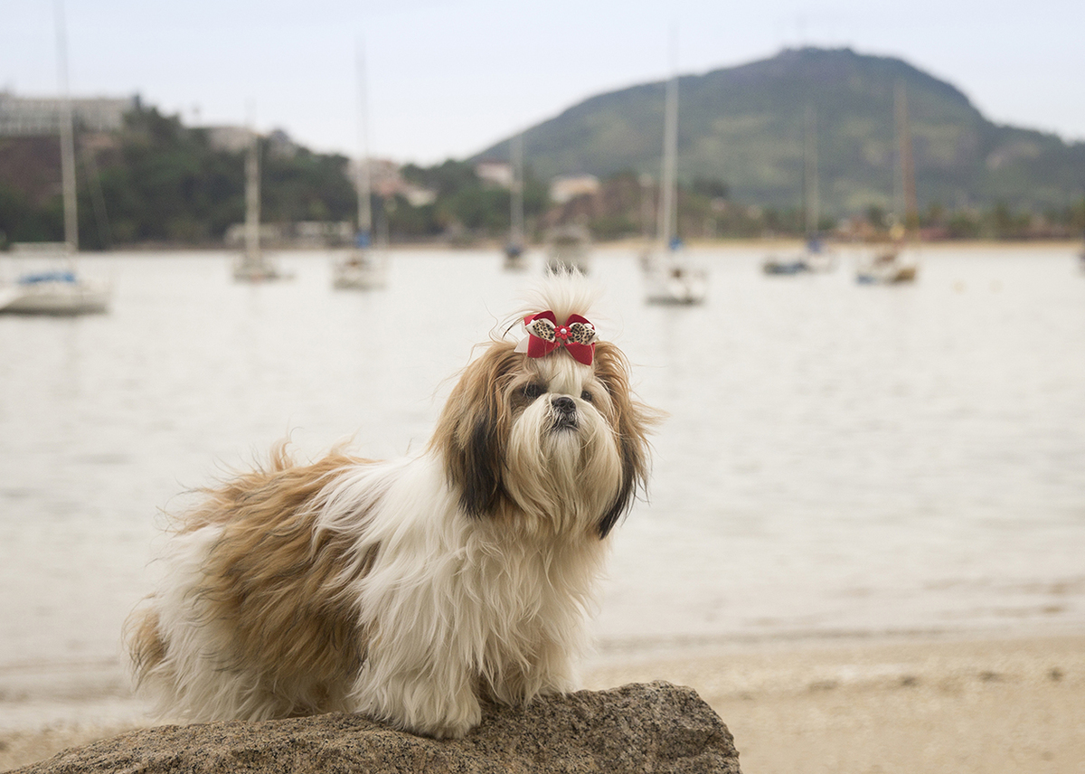 Shih-tzu posando para foto, no praia, com barcos ao fundo, na praia da guarderia