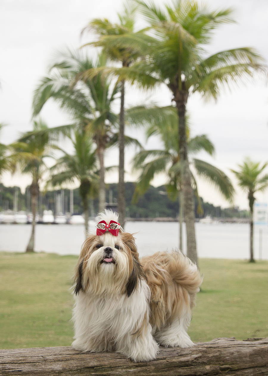 Shih-tzu posando para foto, no gramado, com barcos ao fundo, na praia da guarderia