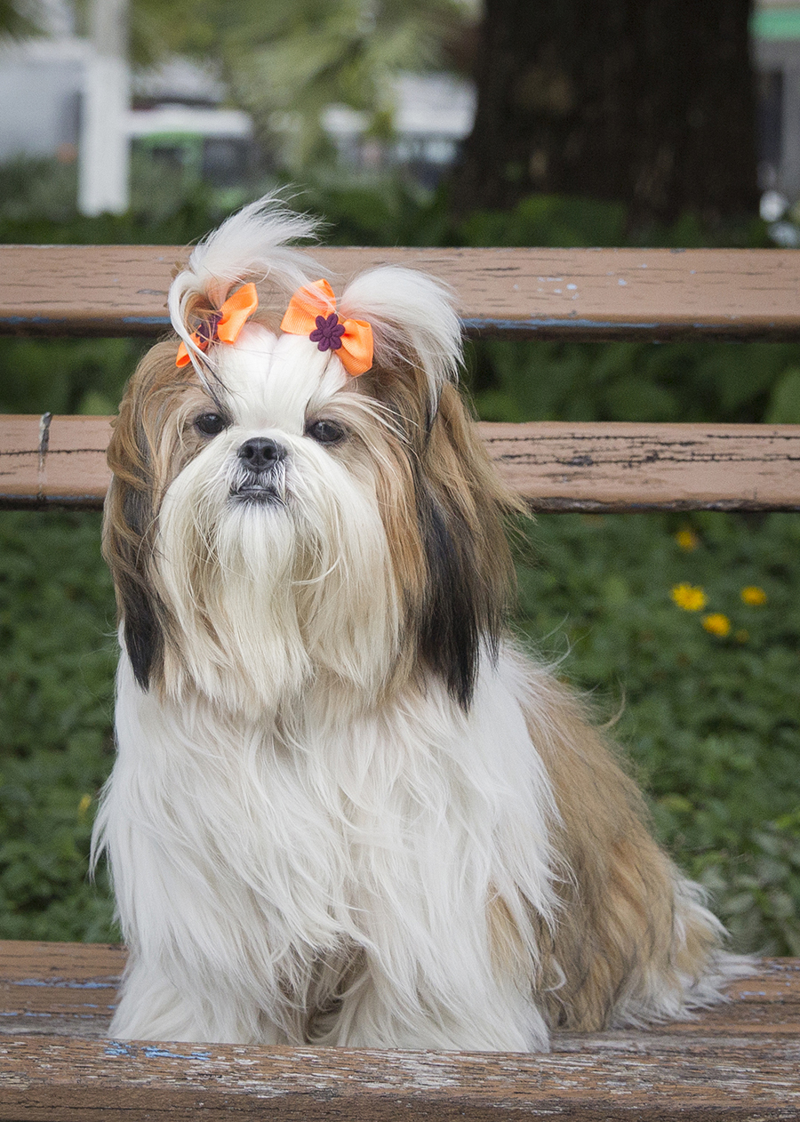 Shih-tzu posando para foto, sentada no banco da praça, na curva da jurema