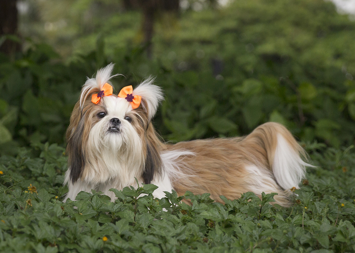 Shih-tzu posando para foto, em meio a vegetação, na curva da jurema