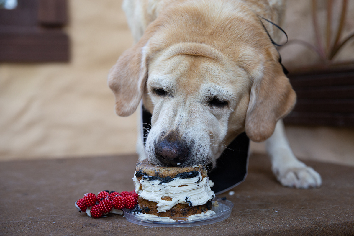 Aniversariante comendo o bolo