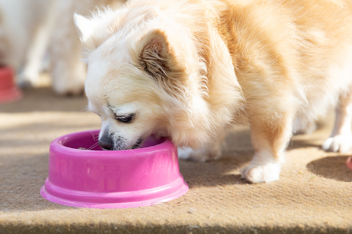 Convidados se deliciando com o bolo