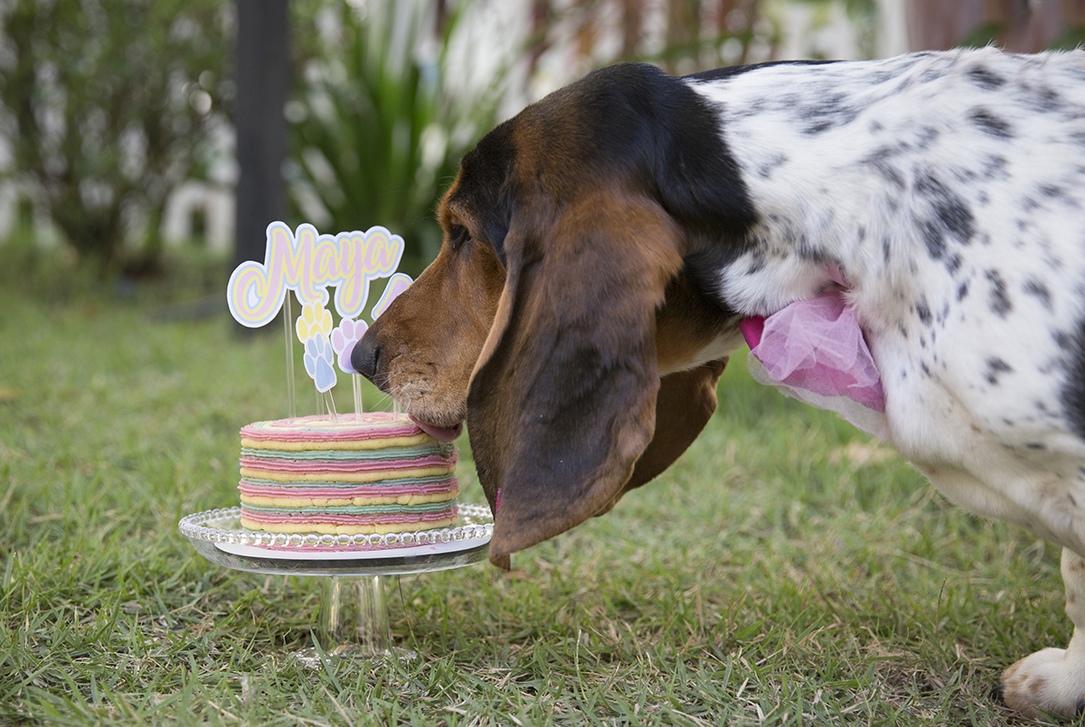 Basset Hound comendo seu bolo de aniversario