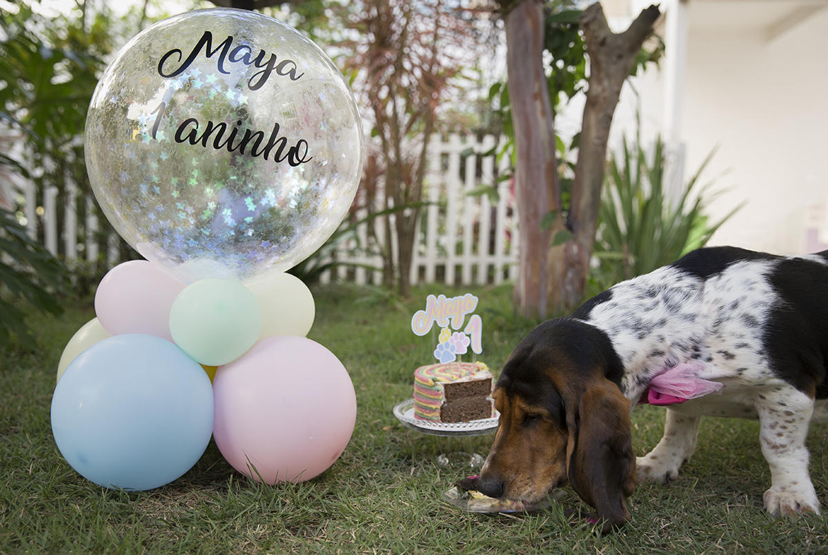 Basset Hound comendo seu bolo de aniversario