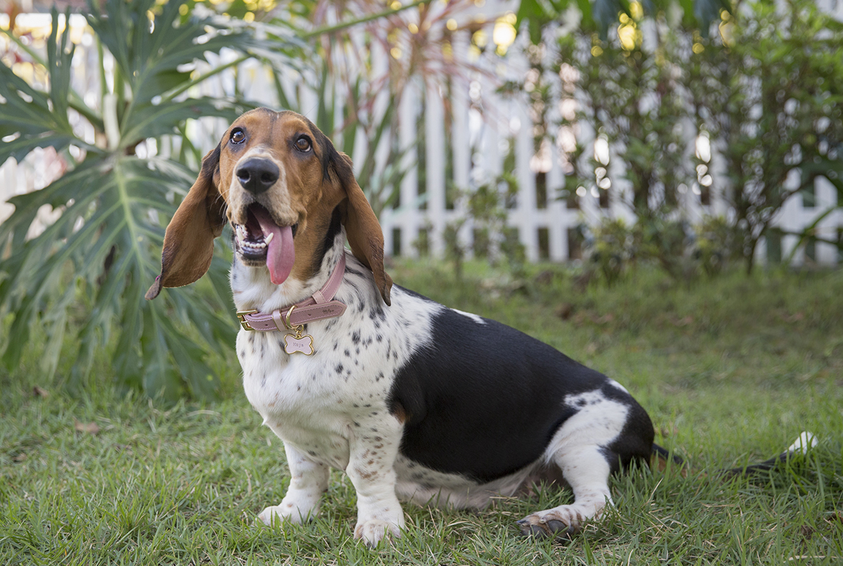 Basset Hound com a lingua de fora, posando na grama