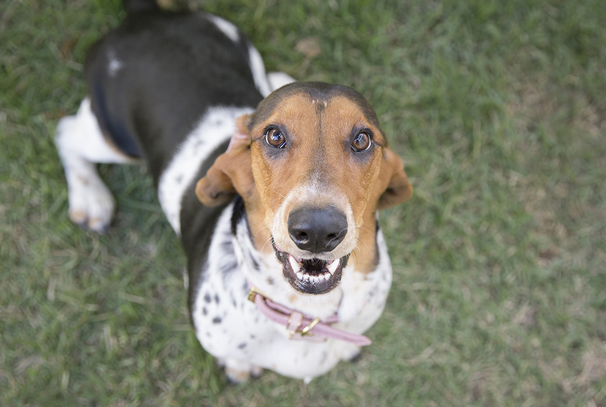 Basset Hound olhando para camera