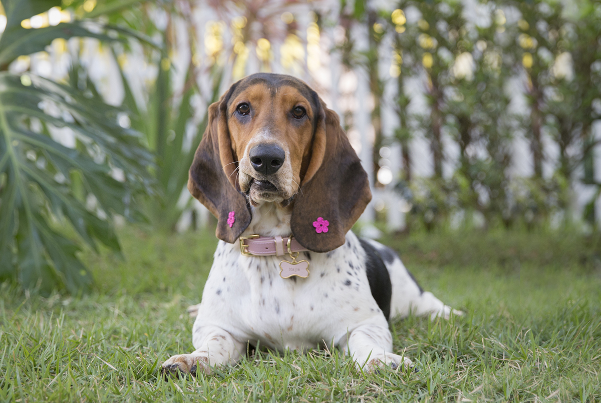 Basset Hound posando na grama
