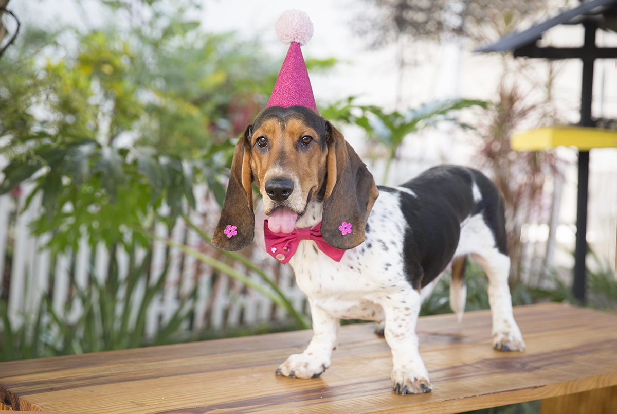 Basset Hound posando com seu chapeu de aniversario no jardim