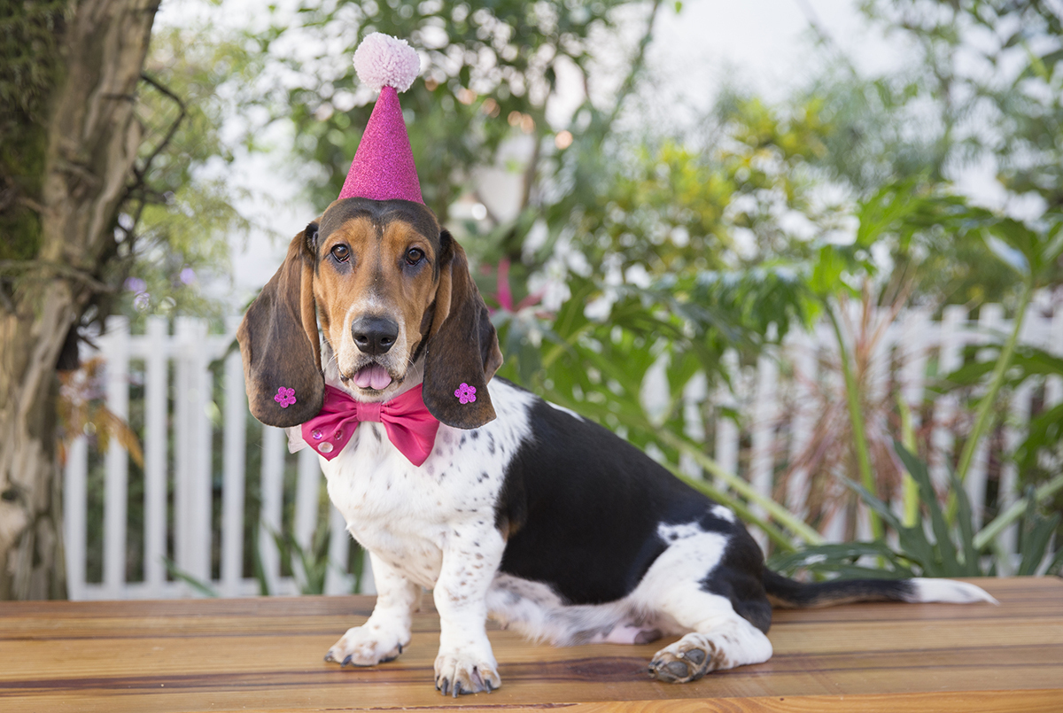 Basset Hound posando com seu chapeu de aniversario no jardim