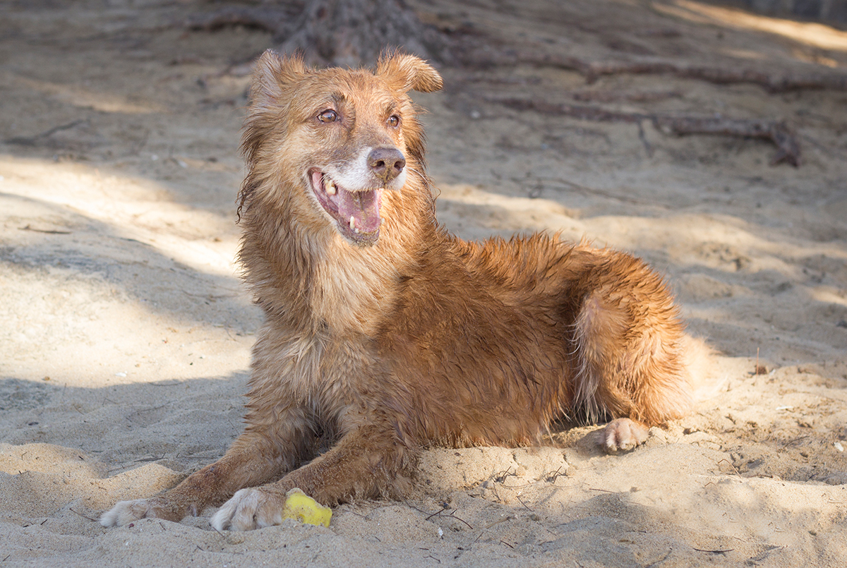 Cão SRD brincando na areia