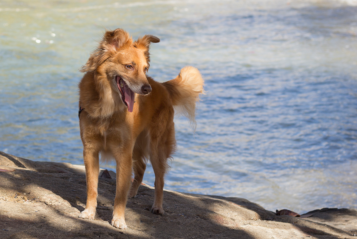 Cão SRD posando na pedra