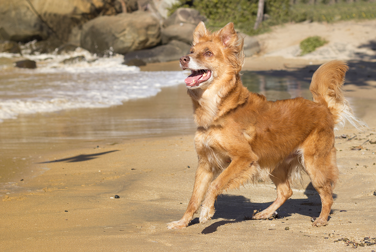 Cão SRD brincando na praia