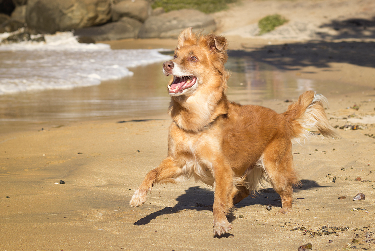 Cão SRD brincando na praia