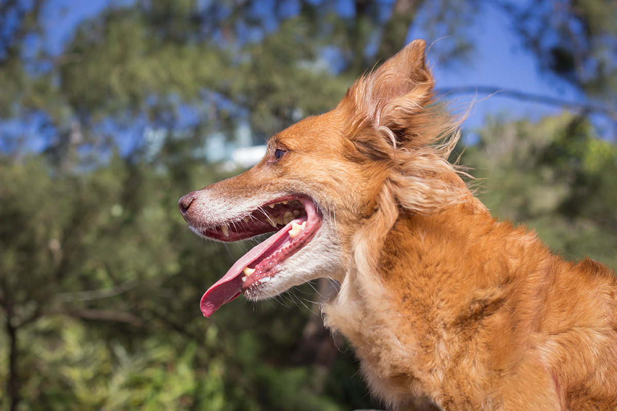 Cão SRD fotografado de baixo para cima