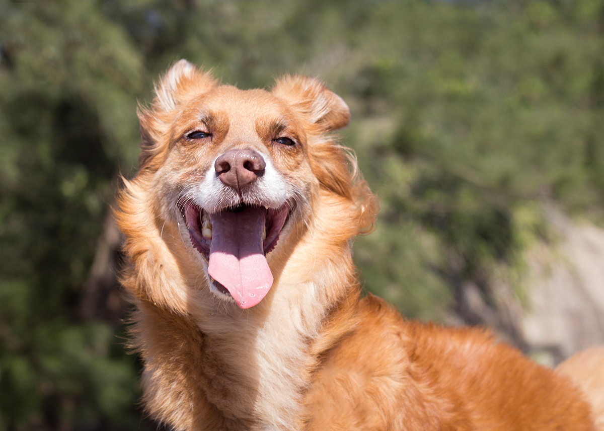 Cão SRD fotografado de baixo para cima