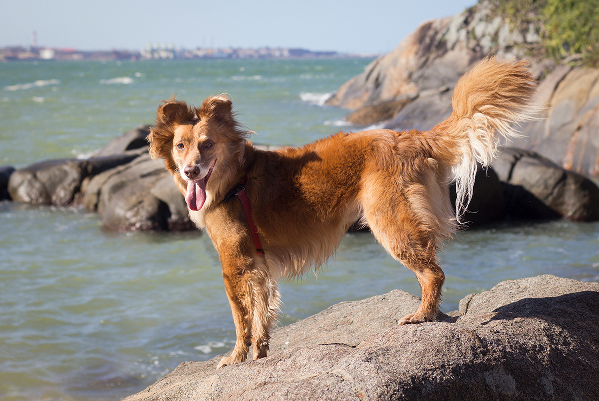 Cão SRD posando na pedra
