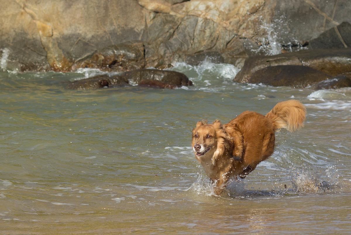 Cão SRD brincando na água da praia