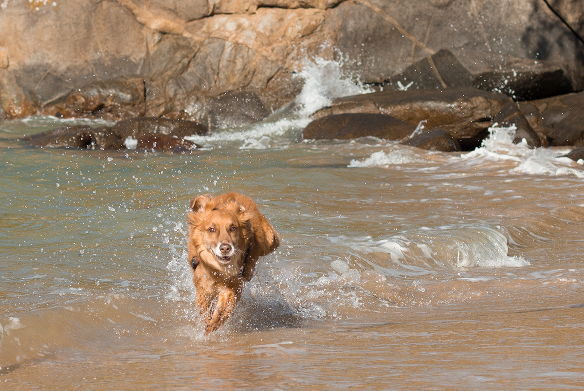 Cão SRD brincando na água da praia