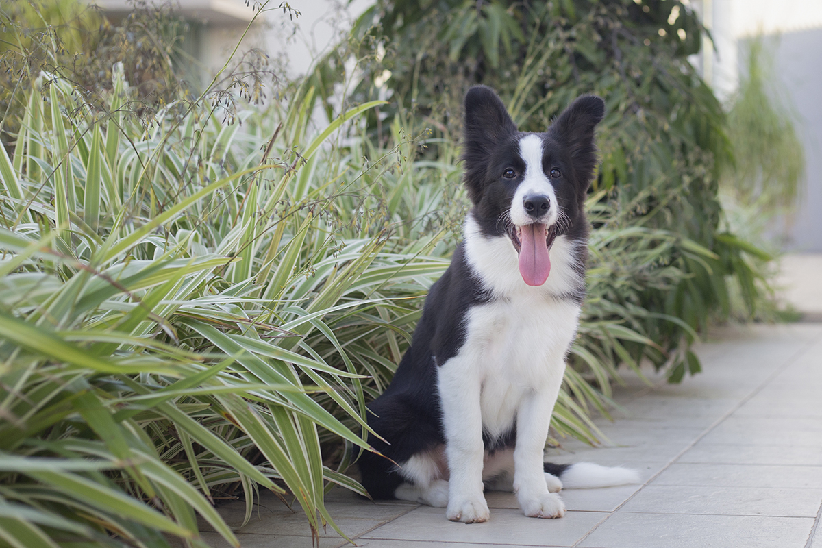 Luck posa em meio a vegetação