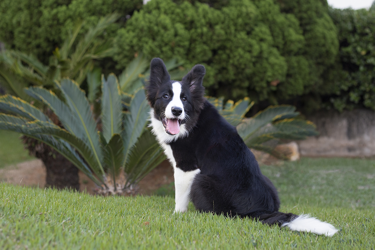 Luck brincando no gramado