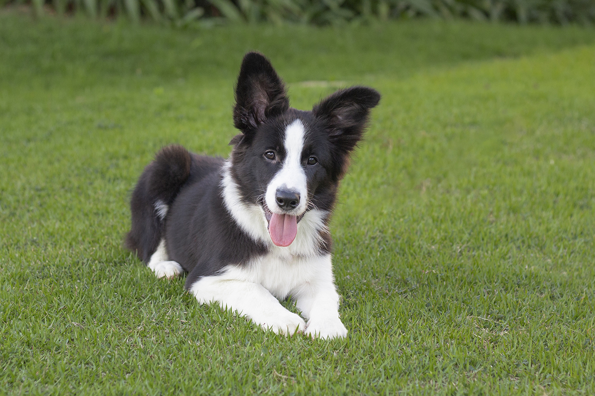Luck brincando no gramado