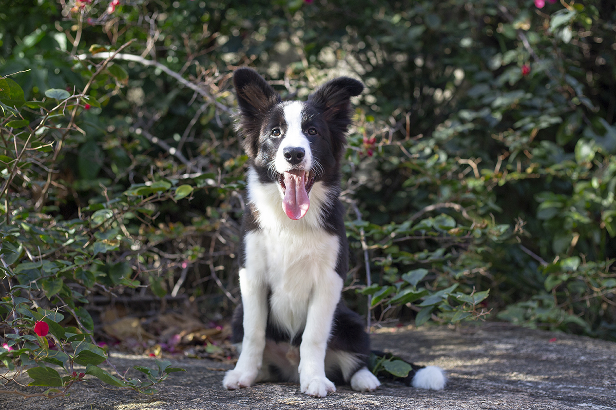 Luck posa em meio ao verde