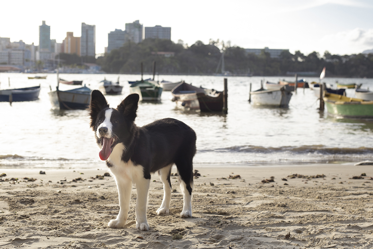 Luck na areia com os barquinhos ao fundo