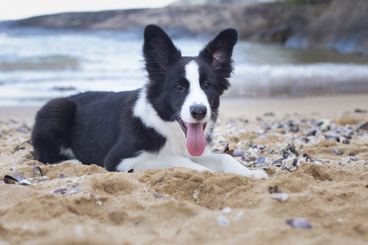 Luck na areia da praia em meio as conchinhas