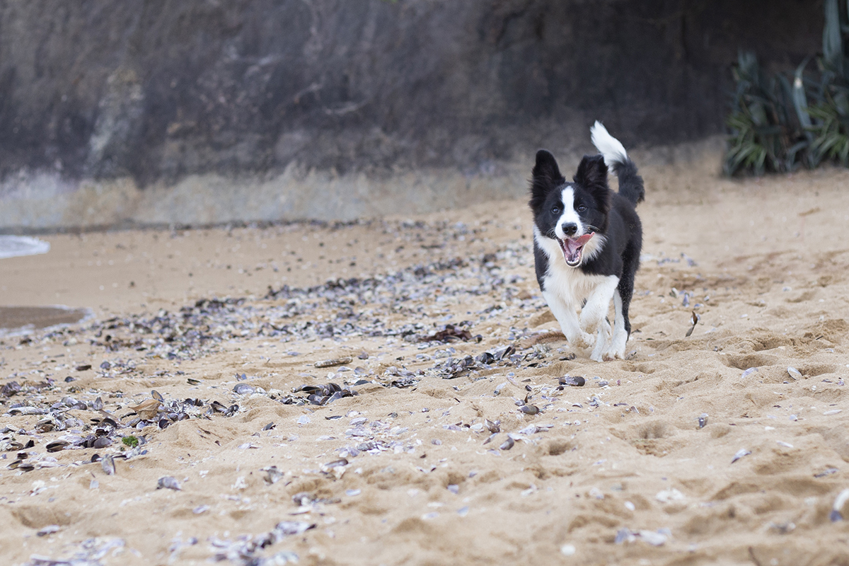 Luck corre na areia da praia em meio as conchinhas