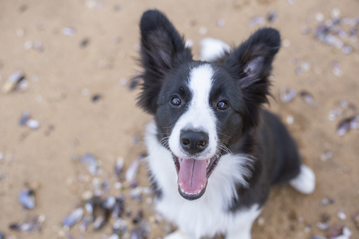 Luck na areia da praia em meio as conchinhas