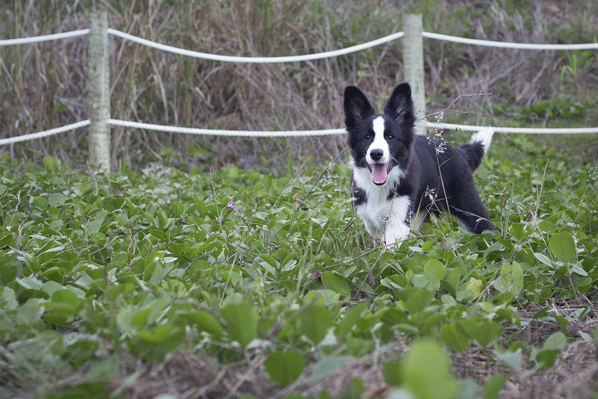 Luck brinca em meio a vegetação