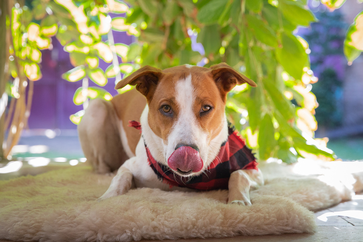 Tião, em seu tapete, lambendo o focinho