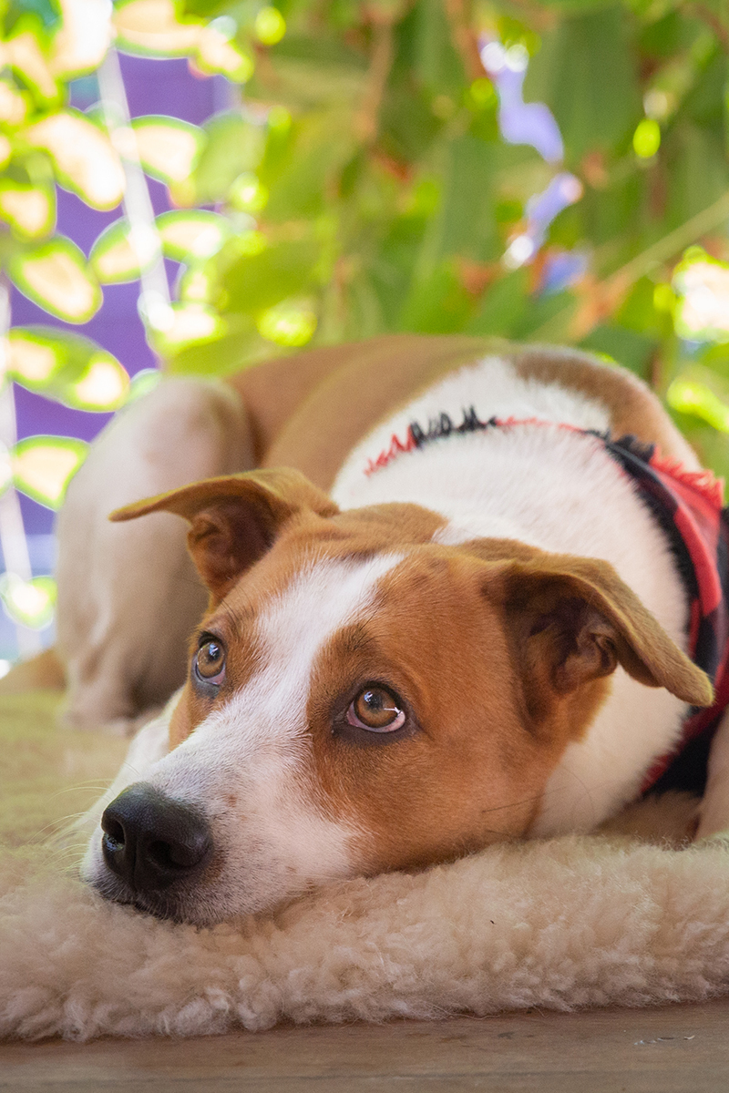 Tião, em seu tapete, observando a mamãe