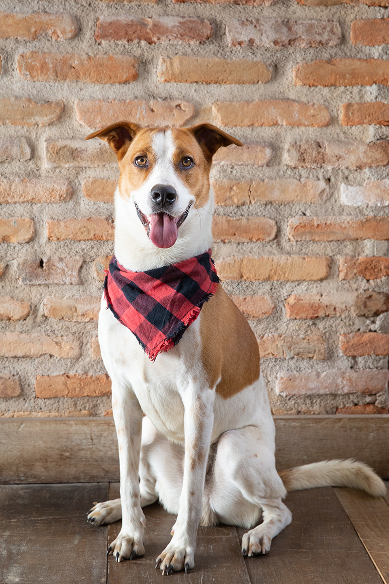 Tião posa na parede de tijolinhos, sorrindo para câmera