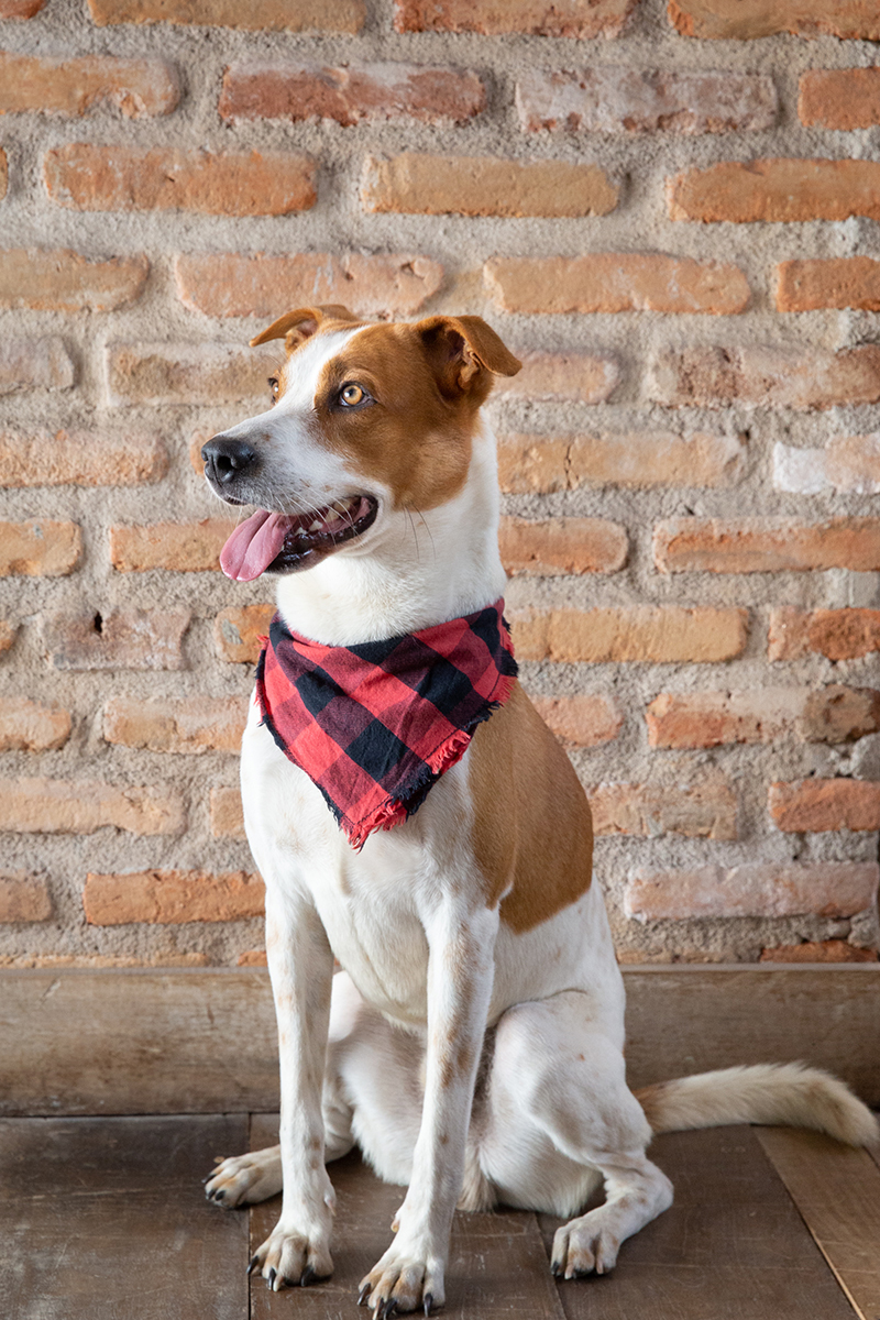 Tião posa na parede de tijolinhos, sorrindo, olhando para o horizonte