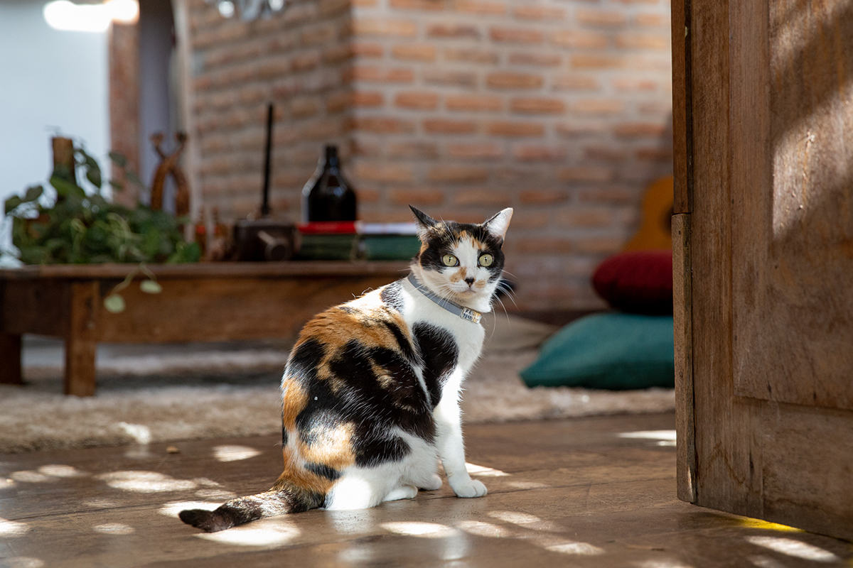 Irmã de Tião, gata tricolor, posa na sala de casa, encarando a câmera 