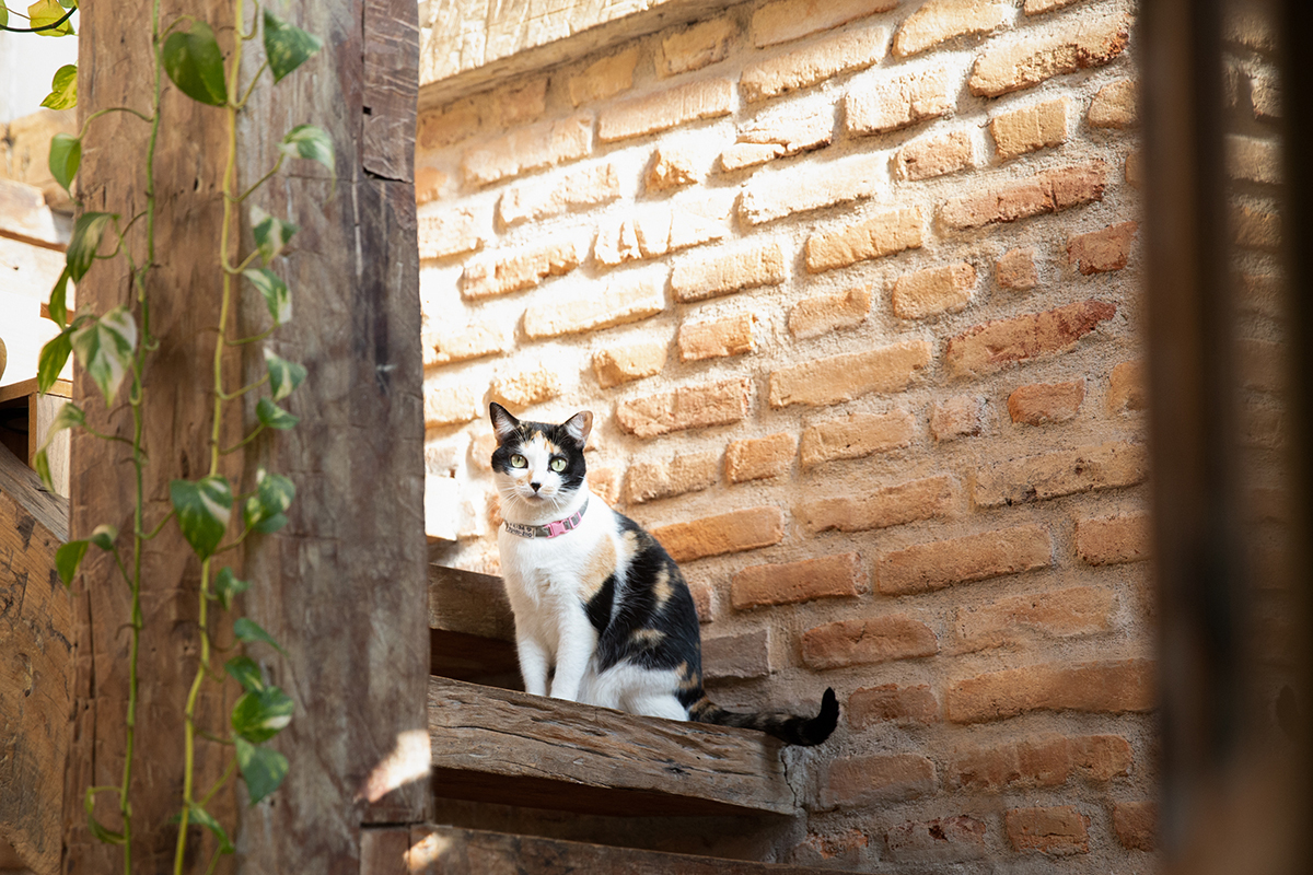 Irmã de Tião, gata tricolor, posa na escada, encarando a câmera