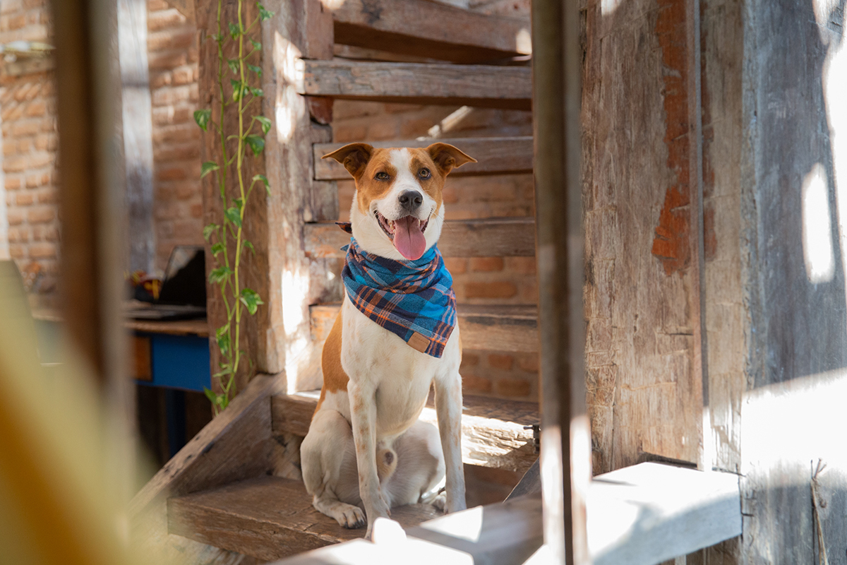 Tião, posa sorrindo, olhando através da janela