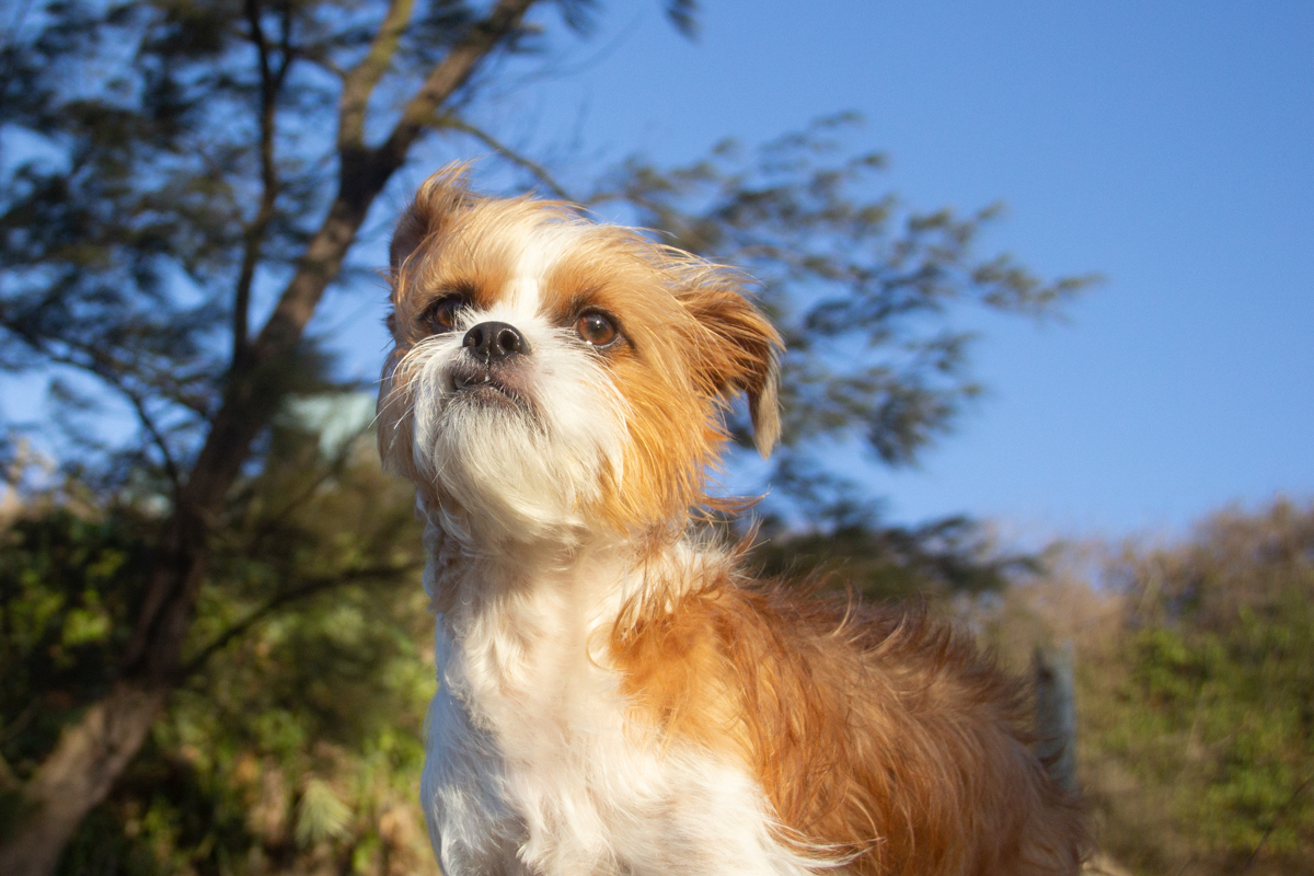 Linguado, posando nas pedras da praia