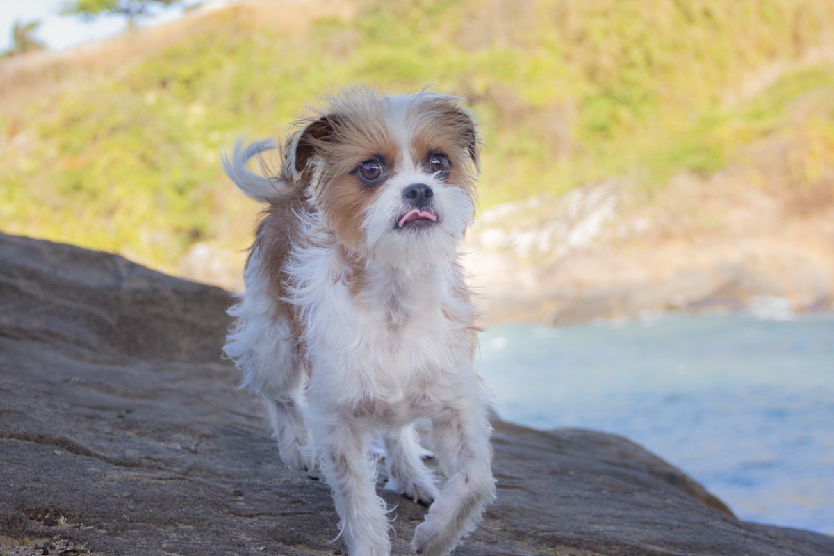 Linguado, posando com linguinha da fora