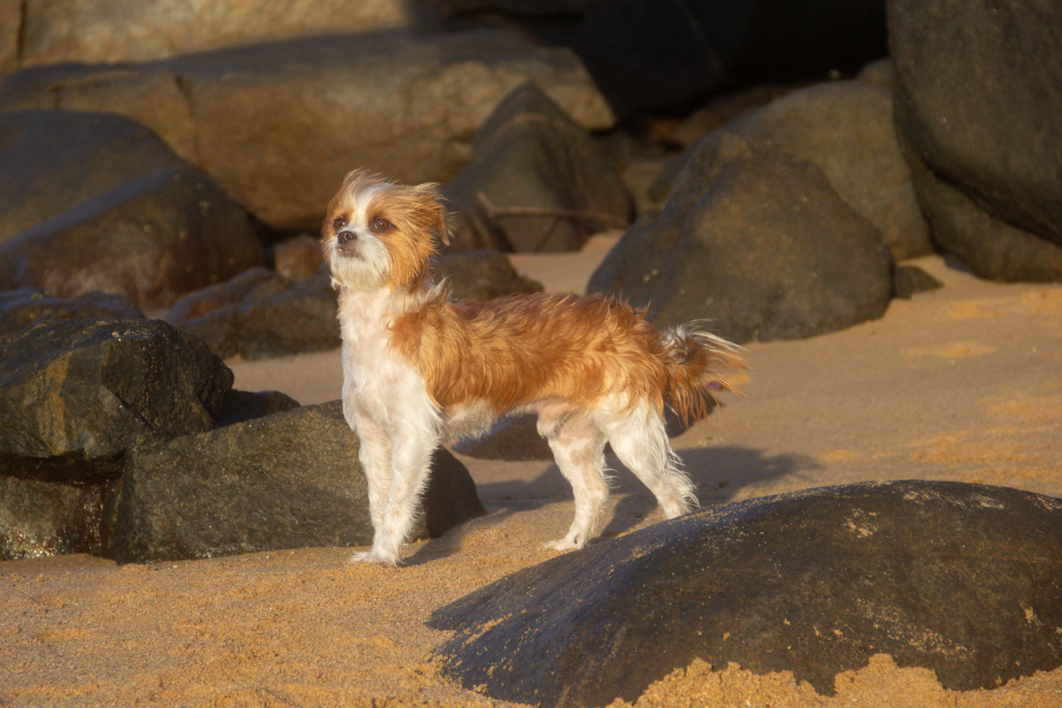 Linguado, entre as pedras da praia